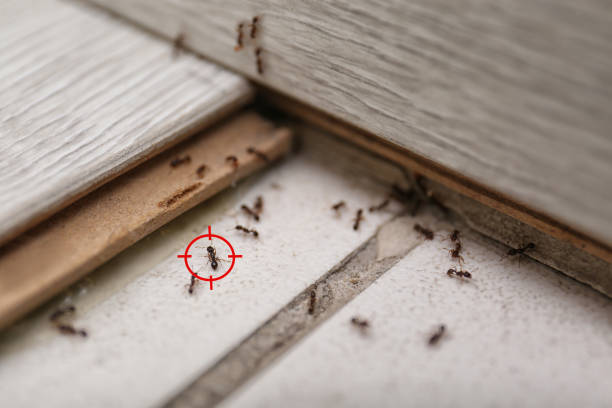 Best Pest Inspection Near Me  in Emerald Bay, TX