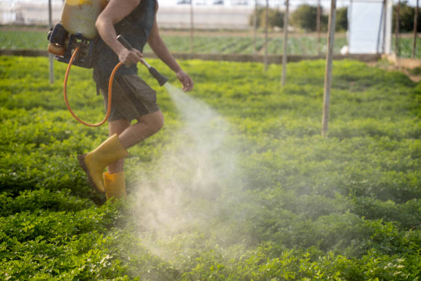 Best Mosquito Control Services  in Emerald Bay, TX