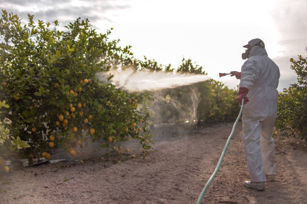Best Pest Control Near Me  in Emerald Bay, TX