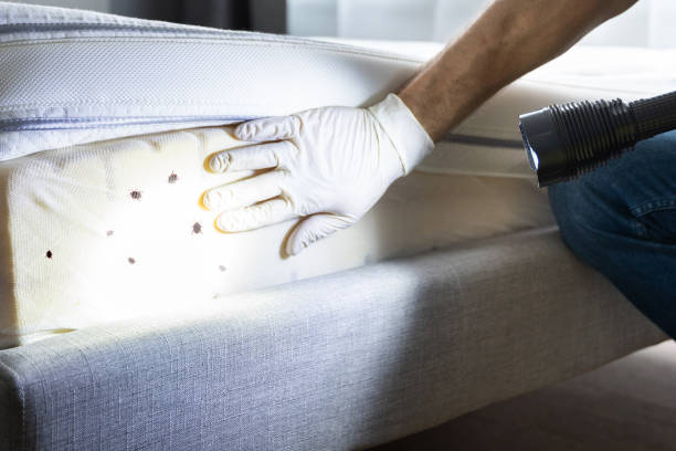 Emerald Bay, TX Pest Control Company
