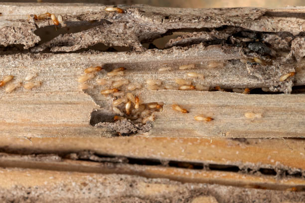 Insect Control in Emerald Bay, TX
